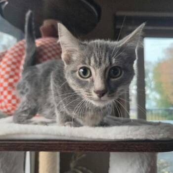 Logan -  Domestic Short Hair Cat for Adoption in Madison, Wisconsin - Logan | PetCurious