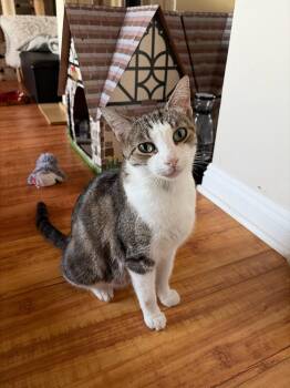 Loumee -  Domestic Short Hair Cat for Adoption in Fullerton, California - Loumee | PetCurious