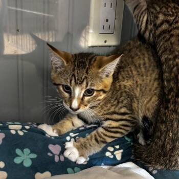 Ron -  Domestic Short Hair Cat for Adoption in Pawling, New York - Ron | PetCurious