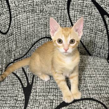 Domestic Short Hair Cats Available for Adoption in Duluth, Georgia - Yasmina (and Yanni) Bonded Pair | PetCurious