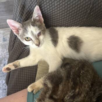 Rescue Domestic Short Hair Cats for Adoption in Wildomar, California - Ann | PetCurious