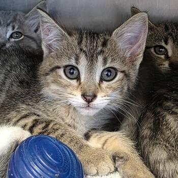 Velma -  Domestic Short Hair Cat for Adoption in Fort Wayne, Indiana - Velma | PetCurious