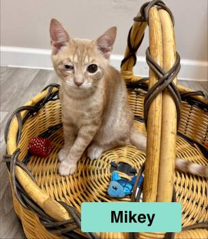 Mikey Kitten Male The GOONIES LITTER -  Domestic Short Hair Cat for Adoption in Monroe, North Carolina - Mikey Kitten Male The GOONIES LITTER | PetCurious