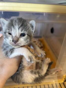 A613314 -  Domestic Medium Hair Cat for Adoption in Modesto, California - A613314 | PetCurious