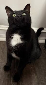 Domestic Short Hair Cats Available for Adoption - Skyye | PetCurious