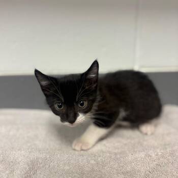 Oopsey -  Domestic Short Hair Cat for Adoption in Sarasota, Florida - Oopsey | PetCurious