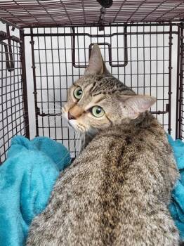 SPOOKY -  Domestic Short Hair Cat for Adoption in San Antonio, Texas - SPOOKY | PetCurious