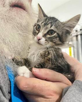 WILLOW -  Domestic Short Hair Cat for Adoption in San Francisco, California - WILLOW | PetCurious