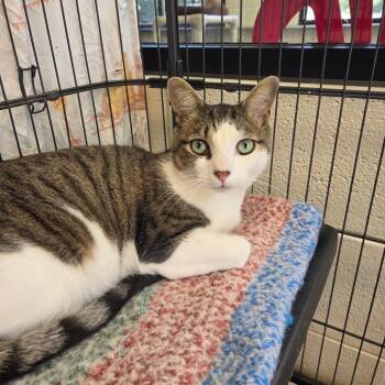 Dungeon Crawler Carl -  Domestic Short Hair Cat for Adoption in Rocky Mount, Virginia - Dungeon Crawler Carl | PetCurious