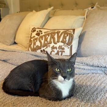 Axel -  Domestic Short Hair Cat for Adoption in South Riding, Virginia - Axel | PetCurious