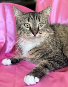DANA -  Maine Coon Cat for Adoption in Rowland Heights, California - DANA | PetCurious