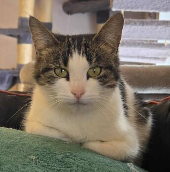 Rescue Domestic Short Hair Cats for Adoption in Sainte-angèle-de-monnoir, Quebec - BISCOTTI (CR/SC) | PetCurious