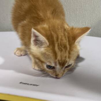 Domestic Short Hair Cats Available for Adoption in Tampa, Florida - Tangerine | PetCurious