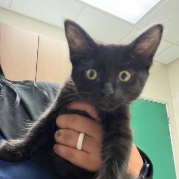 Dragon -  Domestic Medium Hair Cat for Adoption in Reno, Nevada - Dragon | PetCurious
