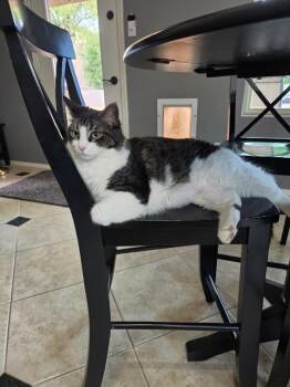 Tabby Cats Available for Adoption in Anthem, Arizona - Banderas - Enclave Litter 2023 | PetCurious