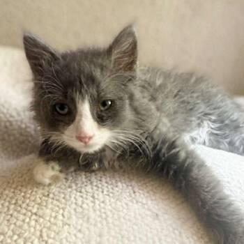 Grayling -  Domestic Medium Hair Cat for Adoption in Candler, North Carolina - Grayling | PetCurious