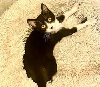Jameson -  Domestic Short Hair Cat for Adoption - Jameson | PetCurious