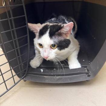 Jasper Boy -  Domestic Short Hair Cat for Adoption in New York, New York - Jasper Boy | PetCurious