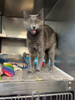 Domestic Short Hair Cats Available for Adoption in Manchester, New Hampshire - Ducky | PetCurious