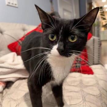 Domestic Short Hair Cats Available for Adoption in Wheaton, Illinois - Melody | PetCurious