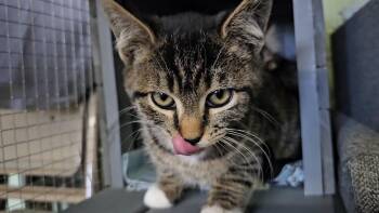 Rescue Domestic Short Hair Cats for Adoption in Pinedale, Wyoming - Canyon | PetCurious