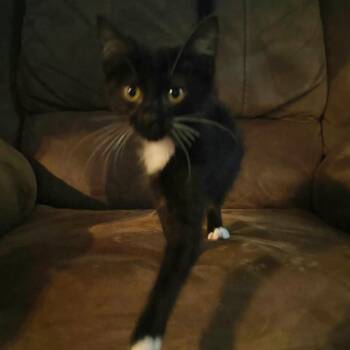 Lyra -  Domestic Short Hair Cat for Adoption in Pittsburg, Kansas - Lyra | PetCurious