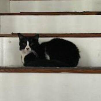 Domestic Short Hair Cats Available for Adoption in Concord, New Hampshire - Phoebe | PetCurious