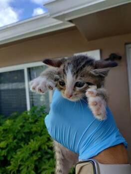 KEVIN -  Domestic Short Hair Cat Available for Adoption in Fort Lauderdale, Florida - KEVIN | PetCurious