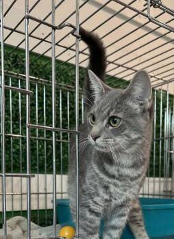 Rescue Domestic Short Hair Cats for Adoption in Annapolis, Maryland - Bluey | PetCurious