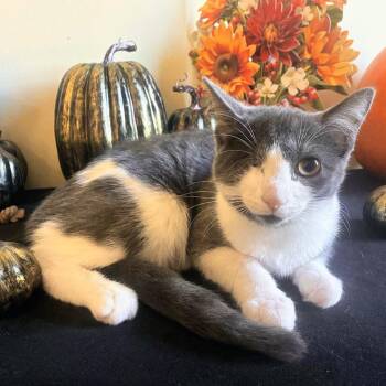 Rescue Domestic Short Hair Cats for Adoption - Clancy | PetCurious
