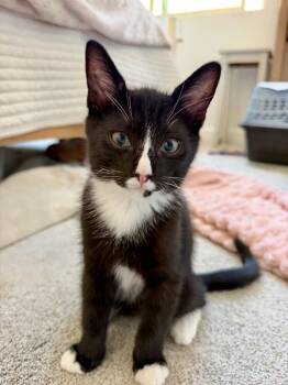Freddie 5241 -  Domestic Short Hair Cat for Adoption in Bonsall, California - Freddie 5241 | PetCurious