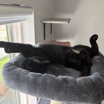 Charles -  Domestic Short Hair Cat for Adoption in Cottonwood Heights, Utah - Charles | PetCurious