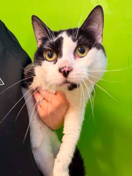 Snoro -  Domestic Short Hair Cat for Adoption in Delson, Quebec - Snoro | PetCurious