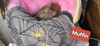 Rescue Domestic Medium Hair Cats for Adoption in Bethpage, New York - Muffin | PetCurious
