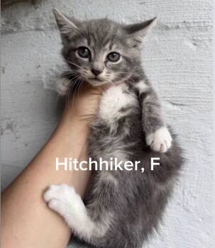 Hitchhiker -  Domestic Long Hair Cat for Adoption in Shrewsbury, Massachusetts - Hitchhiker | PetCurious