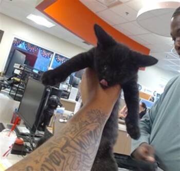 A799712 -  Domestic Short Hair Cat for Adoption in Louisville, Kentucky - A799712 | PetCurious