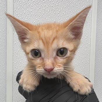 Captain Hook -  Domestic Short Hair Cat for Adoption in Abilene, Texas - Captain Hook | PetCurious