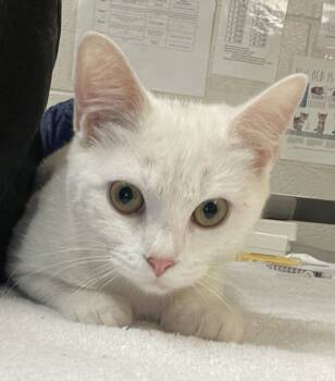 Rescue Domestic Short Hair Cats for Adoption in Raleigh, North Carolina - Opal | PetCurious