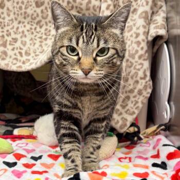 Domestic Short Hair Cats Available for Adoption in Keizer, Oregon - Brown Sugar Espresso | PetCurious