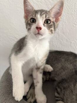 Rescue Manx Cats for Adoption in Fresno, California - Lionel | PetCurious