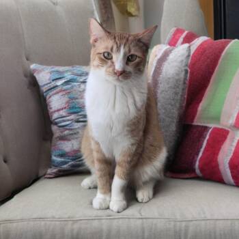 Domestic Short Hair Cats Available for Adoption - Ching | PetCurious