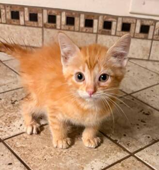 Gary -  Domestic Short Hair Cat for Adoption in Clarksville, Tennessee - Gary | PetCurious
