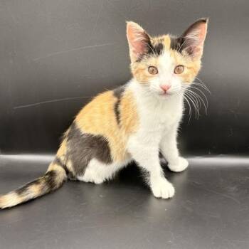 Domestic Short Hair Cats Available for Adoption in Springfield, Missouri - Pringles | PetCurious