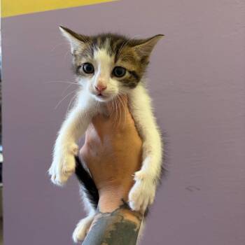Marco -  Domestic Short Hair Cat for Adoption in Webster, Texas - Marco | PetCurious
