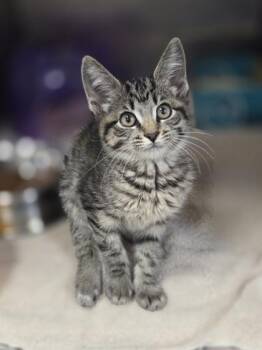 Parallelogram -  Domestic Short Hair Cat for Adoption in Westland, Michigan - Parallelogram | PetCurious