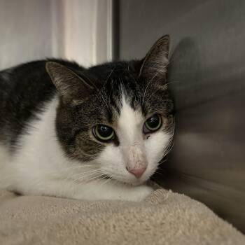 Rescue Domestic Short Hair Cats for Adoption in La Grange Park, Illinois - Cherokee | PetCurious