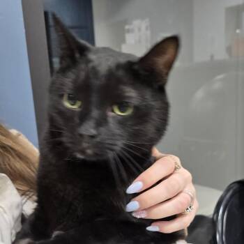 Domestic Short Hair Cats Available for Adoption in Newark, New Jersey - Romeo | PetCurious