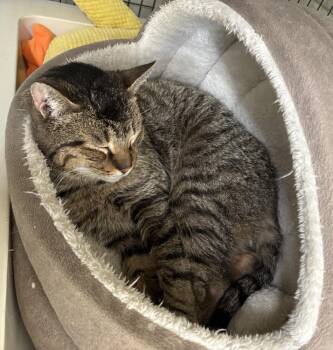 Domestic Short Hair Cats Available for Adoption - Laverne | PetCurious