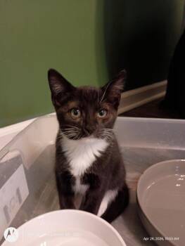 Domestic Short Hair Cats Available for Adoption in Youngsville, North Carolina - Mugsy26 | PetCurious