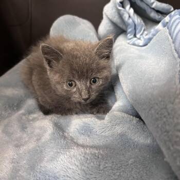 Glacier 26-06-021 -  Domestic Medium Hair Cat for Adoption in Bastrop, Texas - Glacier 26-06-021 | PetCurious